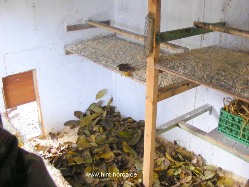 Walnusslaub im Hühnerstall