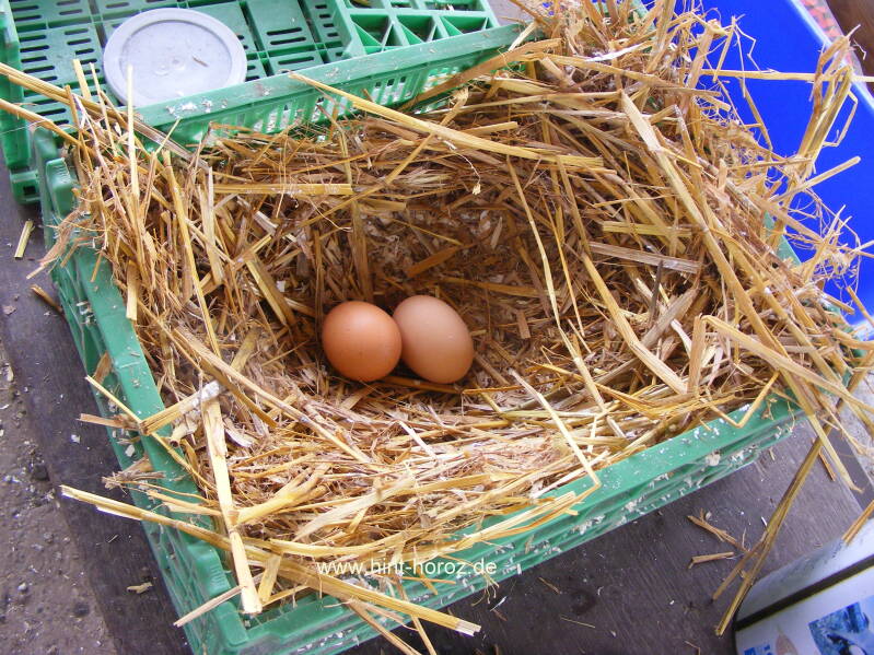 Legenest eines Huhnes
