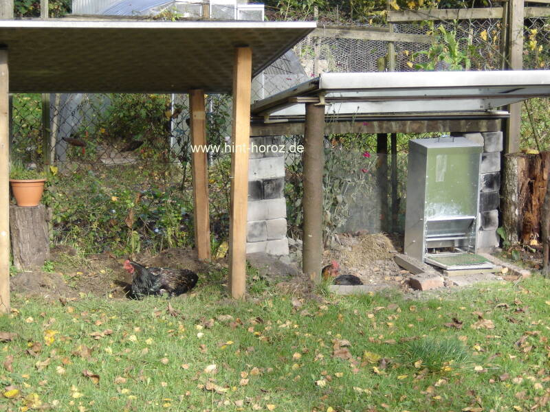 Staubbad für hühner