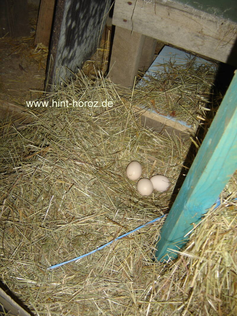 Versteckte Eier im Heuschober