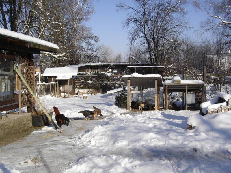 Naturauslauf im Winter