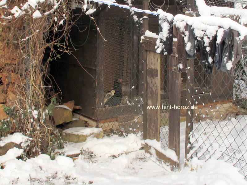 Henne mit Küken im Gluckenstall