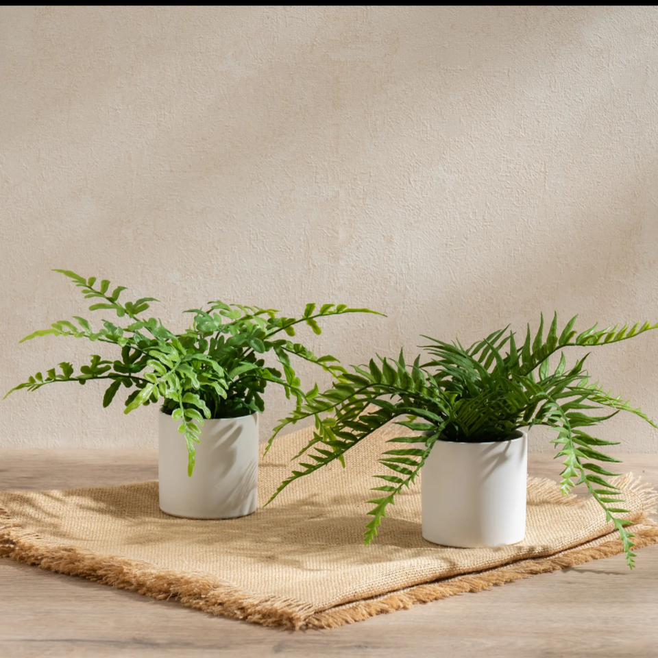 Set of 2 23cm Ferns in White Ceramic Pot