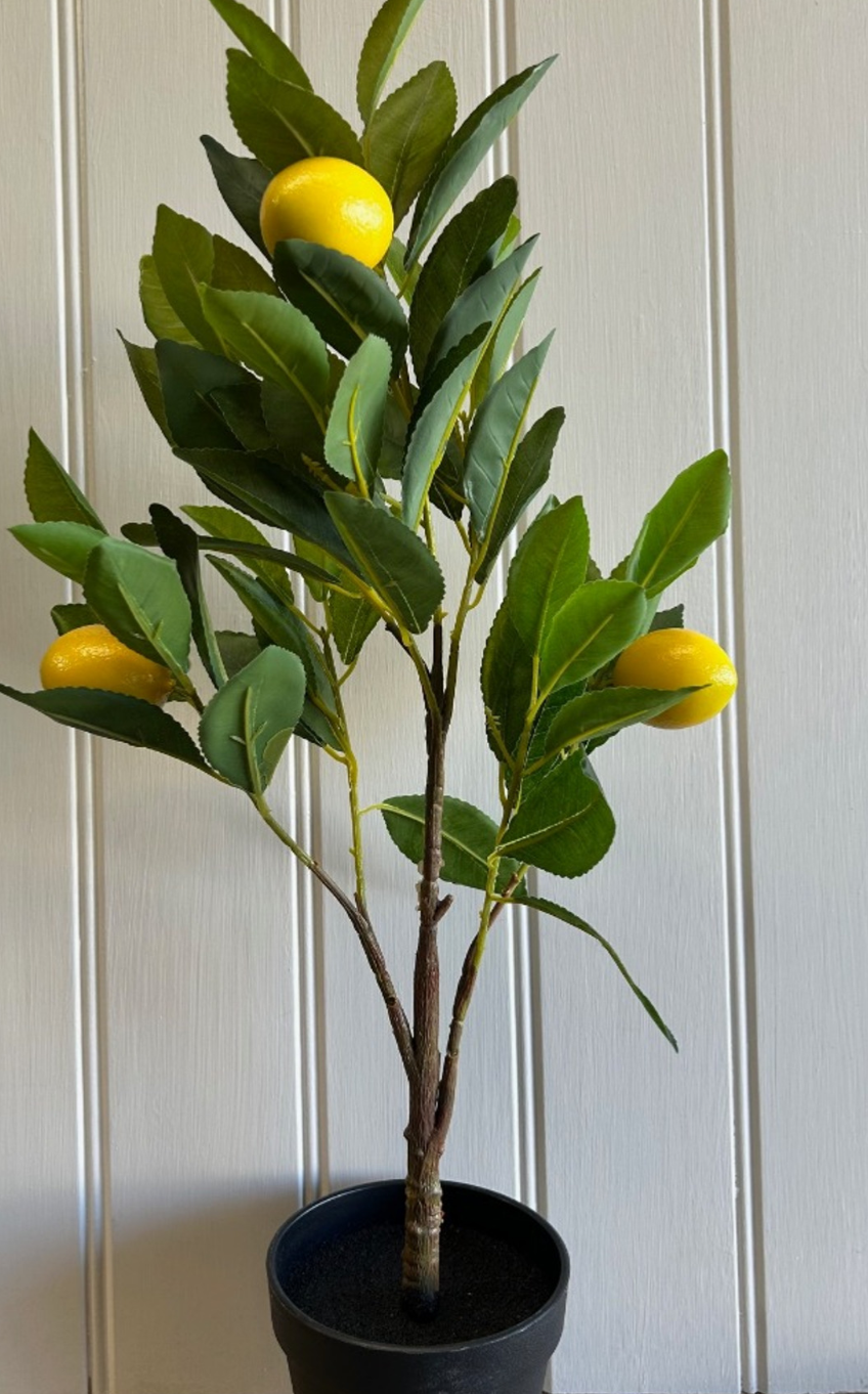 Lemon Tree Plant