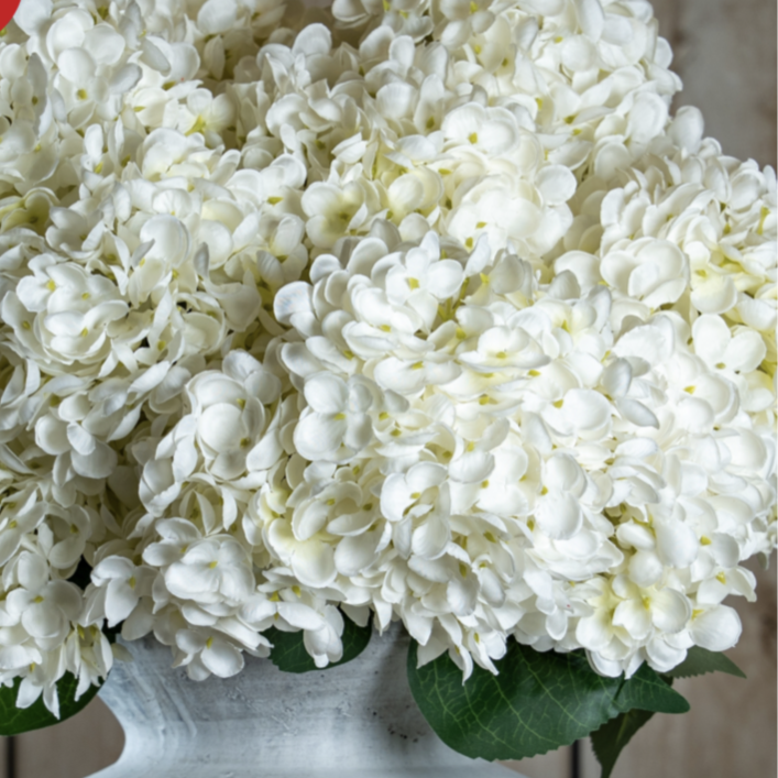 The Natural Garden Collection White Allium
