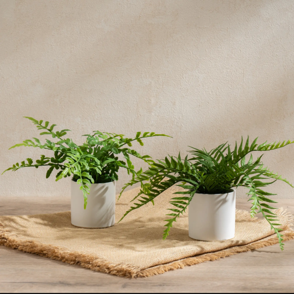 Set of 2 23cm Ferns in White Ceramic Pot