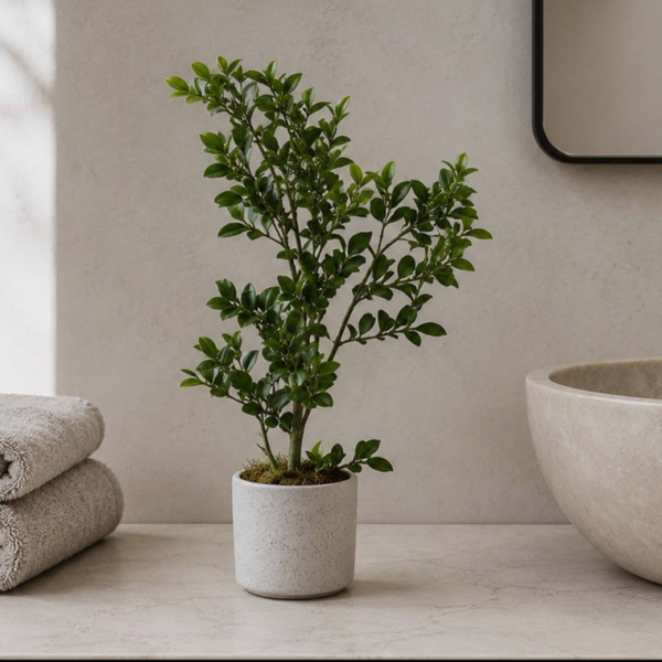 45cm Artificial Aglaia Odorata Bonsai Ficus Tree