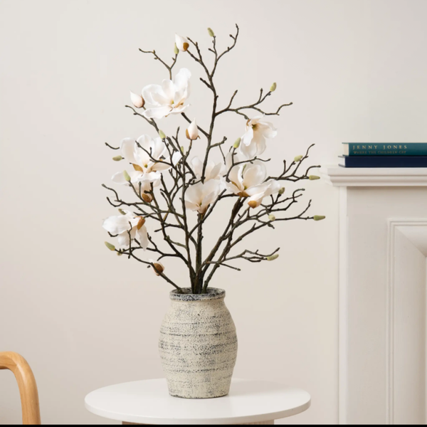 71cm Magnolia In pot