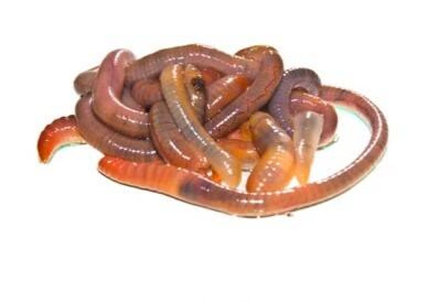 1/4 LB Composting Worms mix Red Wrigglers/European Nightcrawlers