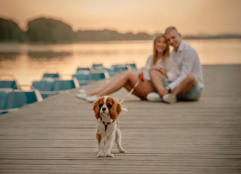 Naturalna sesja dla par z psem na plaży Delfin o zachodzie słońca, fotograf zakochanych Grudziądz