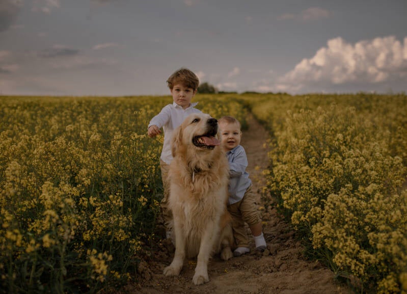  Dwaj mali bracia pozują z dużym psem golden retrieverem w alejce kwitnącego rzepaku – rodzinna sesja roczkowa w okolicach Grudziądza