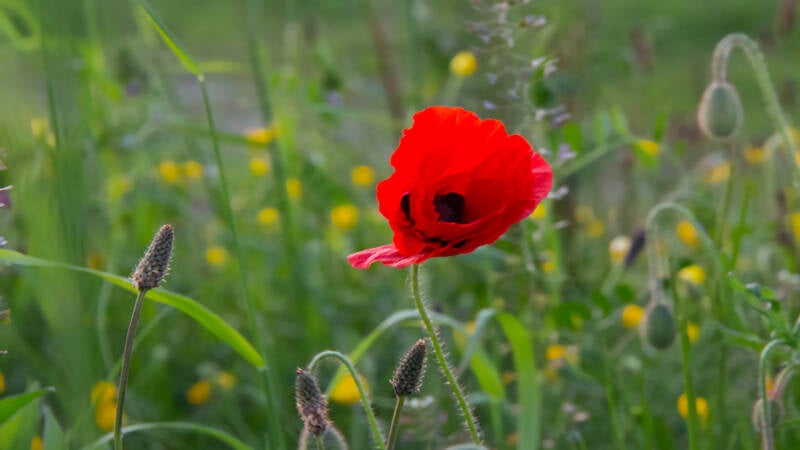 img_01441natuurfotografiehansweijts.jpg