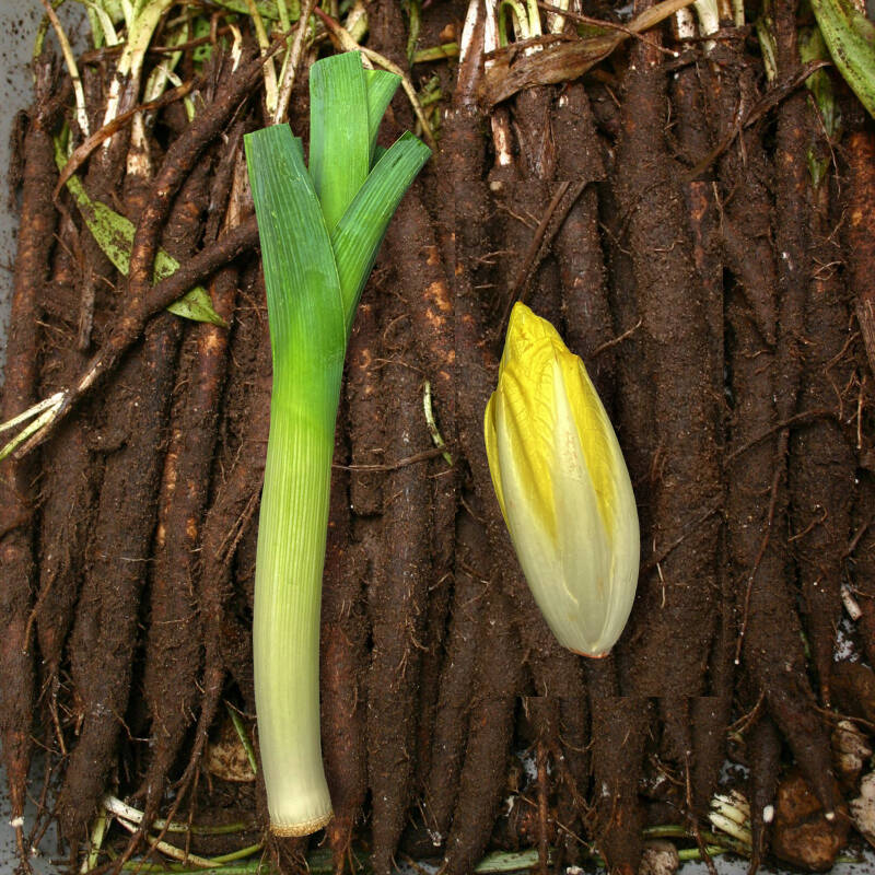koolraap-schorseneren-en-prei-drs-p-eric-standard.jpg