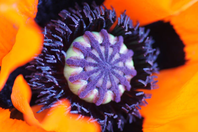 ruud-klaproos-papaver-standard-ebi590.jpg