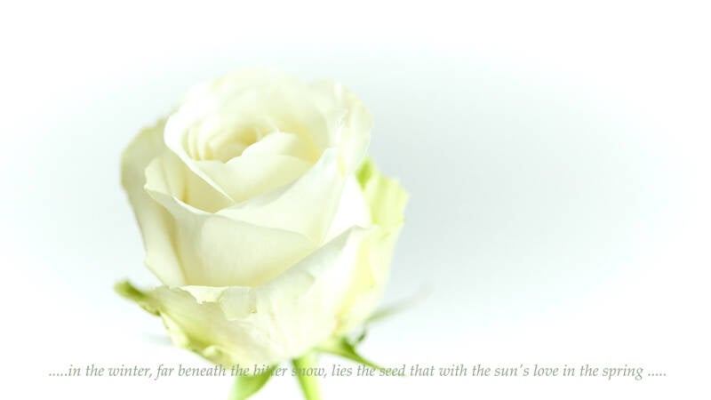 the-rose-bette-midler-2-ido-standard.jpg