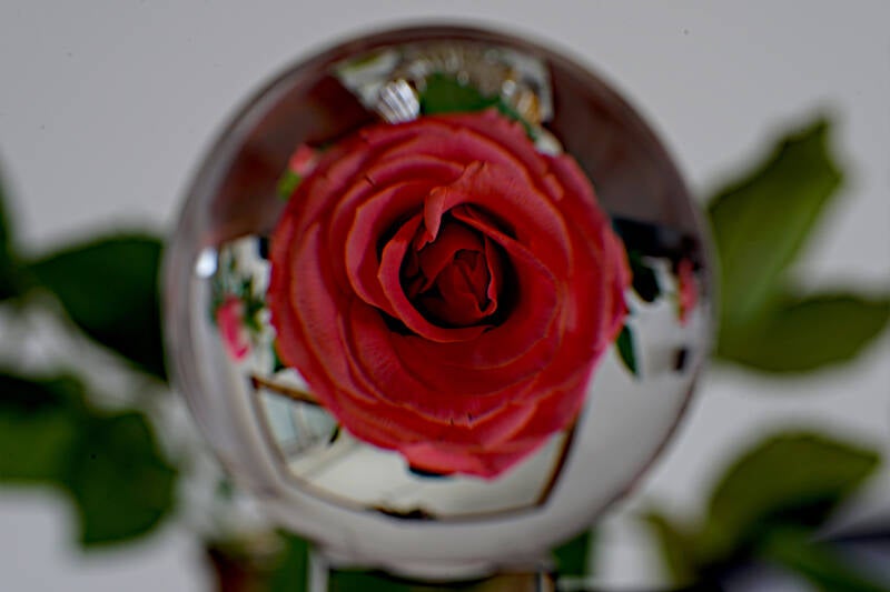 the-rose-bette-midler-corn-standard.jpg