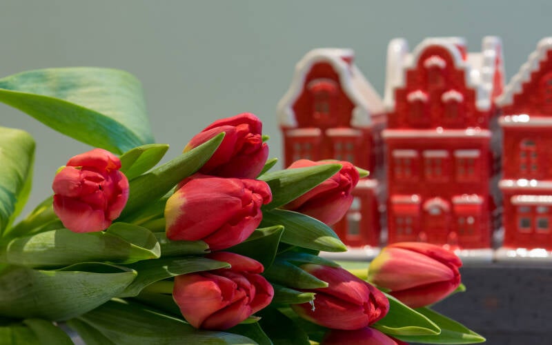 tulpen-uit-amsterdan-herman-emmink-piet-standard.jpg