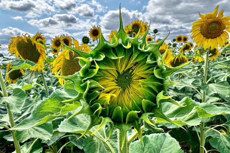 zonnebloem-frankrijk-standard-mdbd0z.jpg