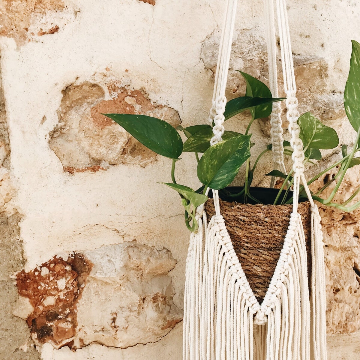 Image showcasing 5 Clever DIY Plant Decor Ideas / Blog | Small Space Gardening