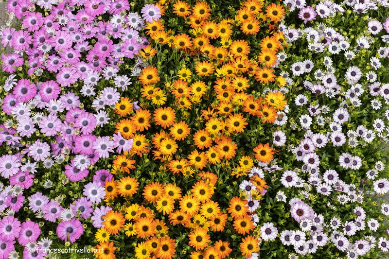 Este in fiore 2026 (215)