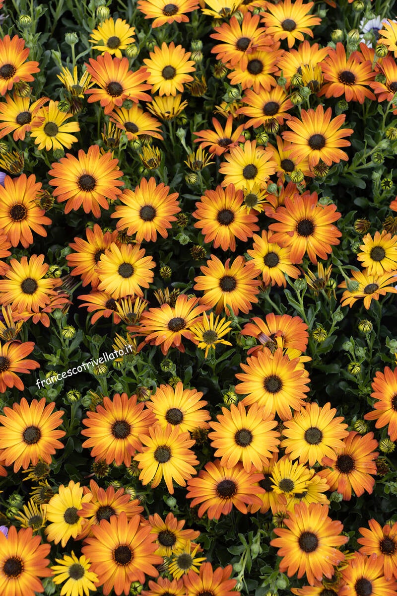 Este in fiore 2026 (217)