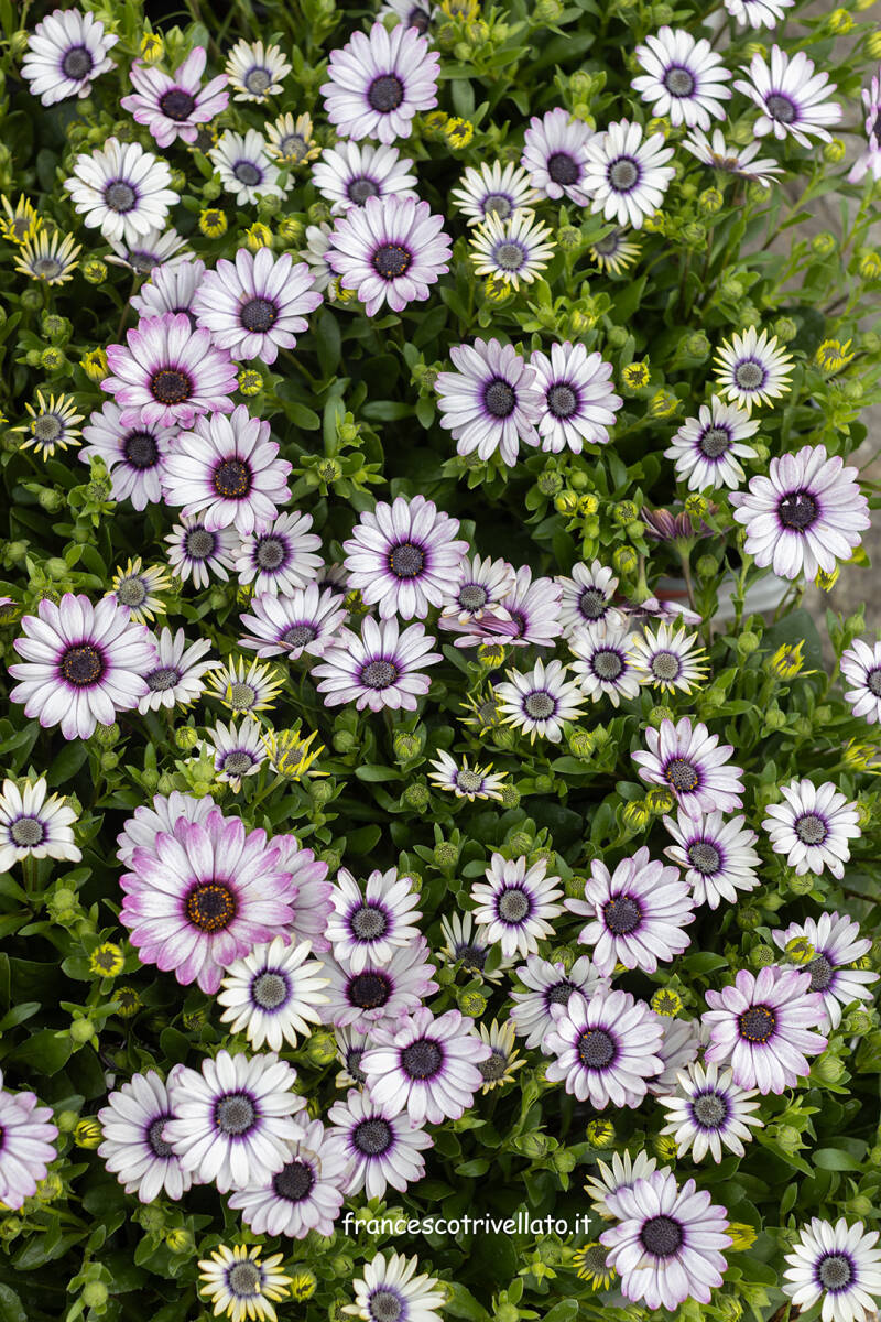 Este in fiore 2026 (218)
