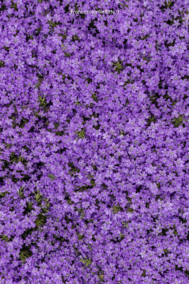 Este in fiore 2026 (219)