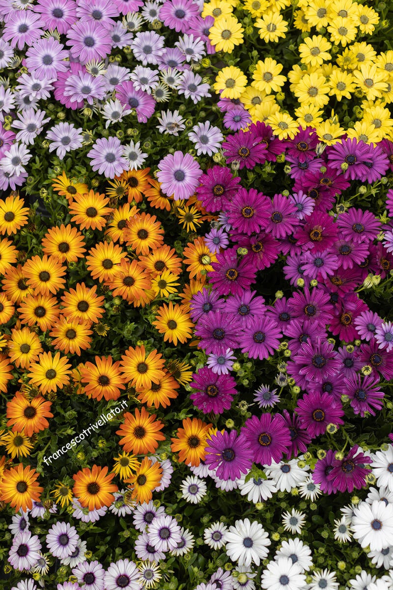 Este in fiore 2026 (220)