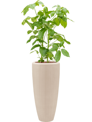 Combinatie Schefflera Baq Polystone Plain