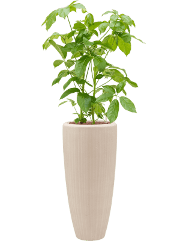 Combinatie Schefflera Baq Polystone Plain