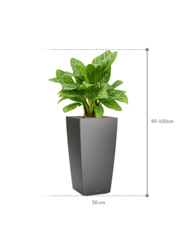 Aglaonema 'Stripes' in Lechuza Cubico