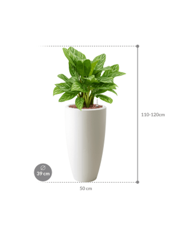 Aglaonema 'Stripes' in Pure®