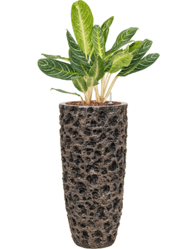 Combinatie Aglaonema Baq Luxe Lite Universe Moon