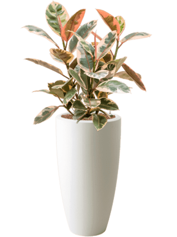 Combinatie Ficus Pure