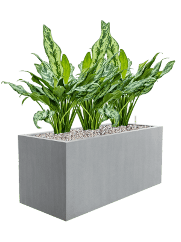 Combinatie Aglaonema Argento