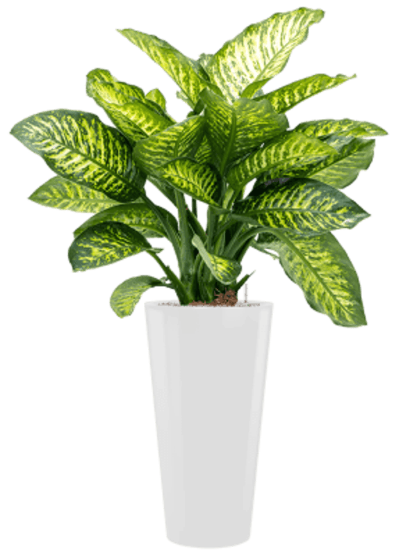 Combinatie Dieffenbachia Runner