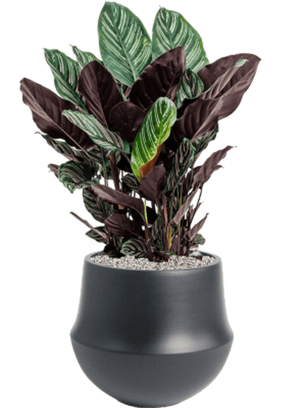 Combinatie Calathea Fusion