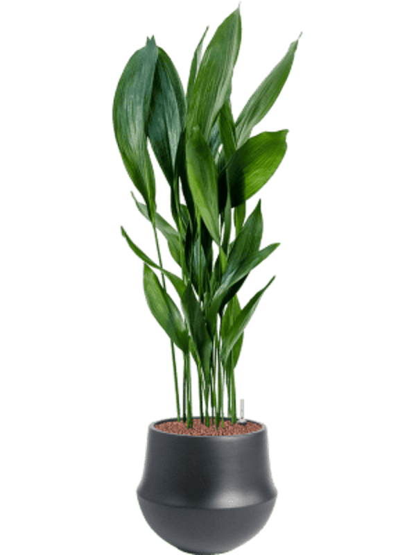 Combincatie Aspidistra Fusion