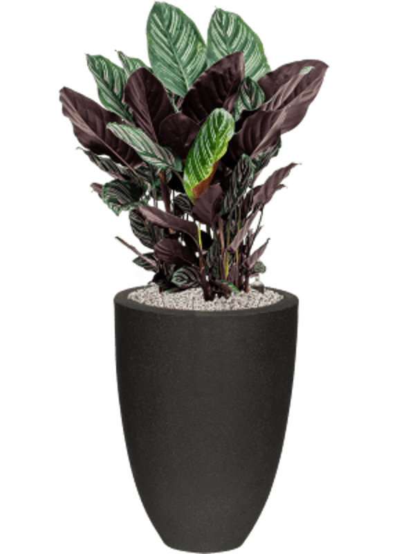 Combinatie Calathea Capi Urban