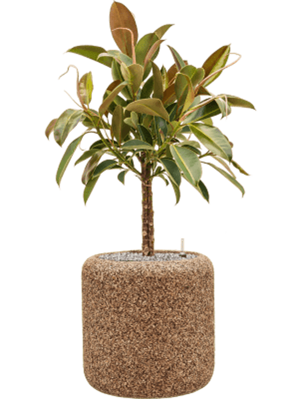 Combinatie Ficus Baq Naturescast