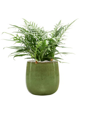 Combinatie Aglaomorpha Balloon Green