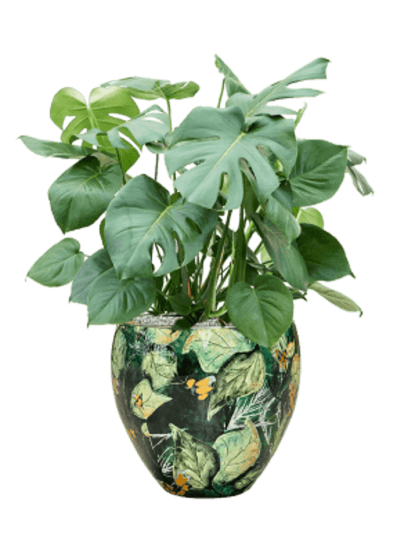 Combinatie Monstera deliciosa Lammie Couple Bee Green