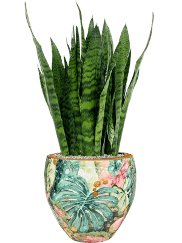 Combinatie Sansevieria Lammie Couple Leaf Cream