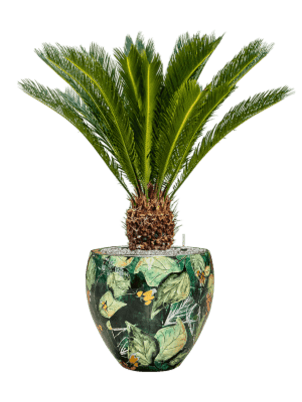 Combinatie Cycas Lammie Couple Bee Green