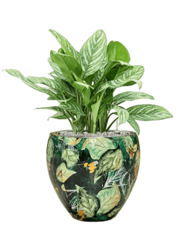 Combinatie Aglaonema Lammie Couple Bee Green