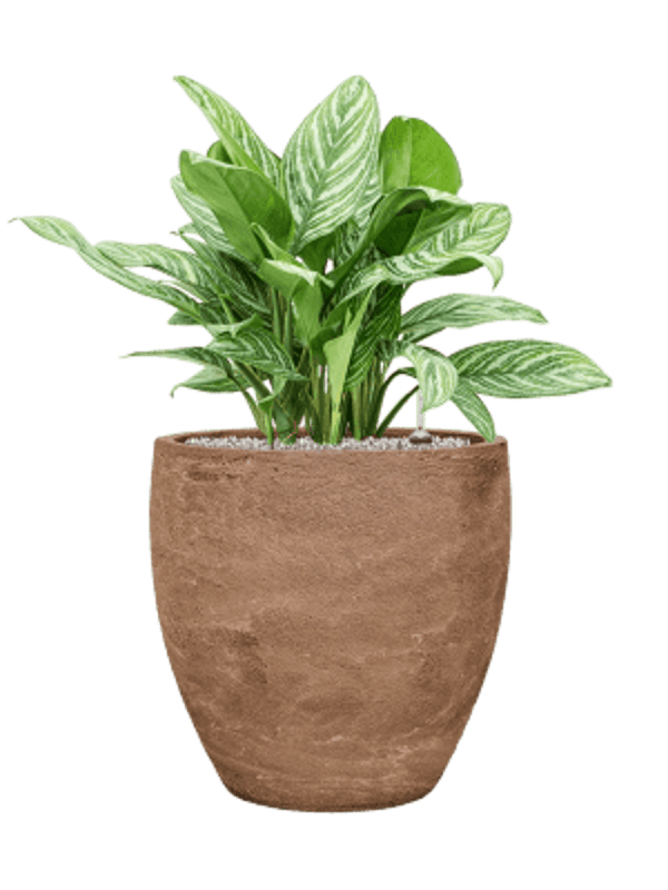 Combinatie Aglaonema in Baq Algar