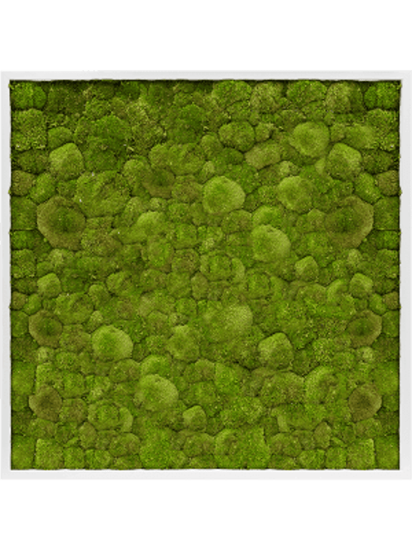 Mosschilderij wit bolmos 100 x 100 cm