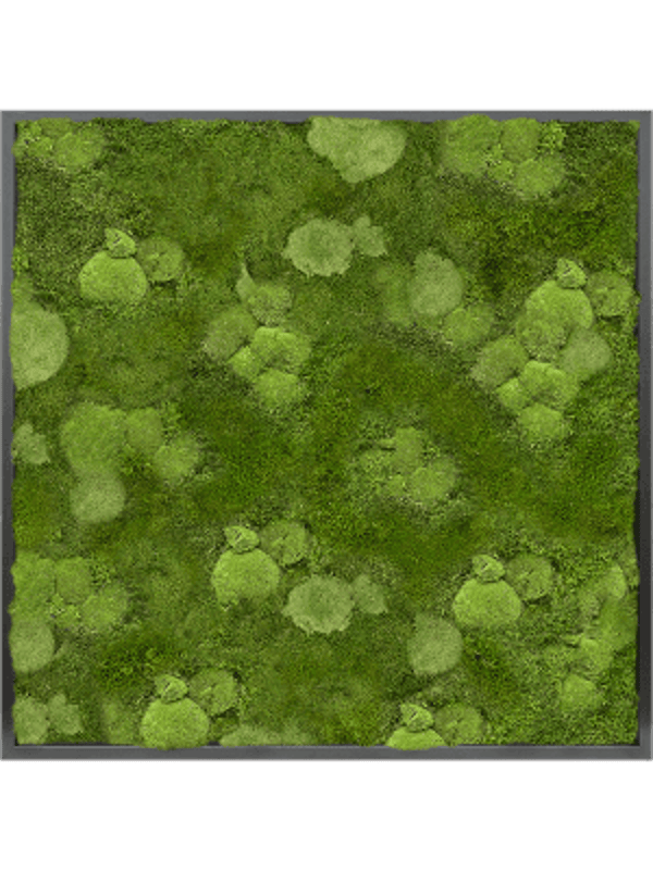 Mosschilderij zwart bol- en platmos 100 x 100 cm
