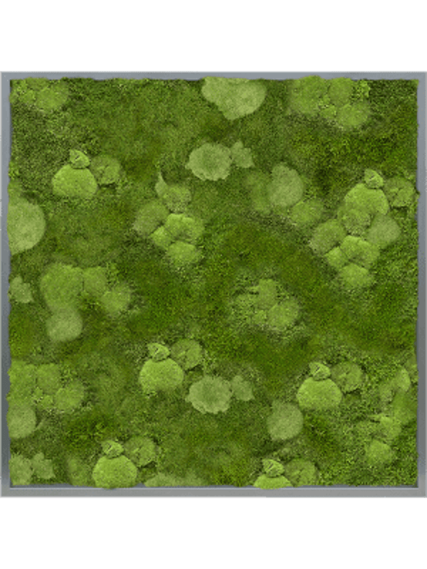 Mosschilderij antraciet bol- en platmos 100 x 100 cm