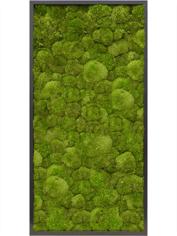 Mosschilderij zijdeglans bolmos 120 x 60 cm